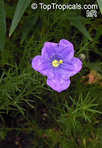 Nierembergia sp., Cupflower

Click to see full-size image