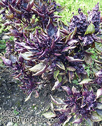 Ocimum basilicum, Basilie, Basil, Sweet Basil, Holy Basil, Tulsi Plant

Click to see full-size image