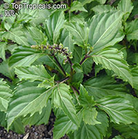 Ocimum carnosum, Pepper Basil

Click to see full-size image