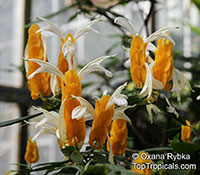 Pachystachys lutea, Yellow Shrimp Plant, Golden Shrimp Plant, Lollipop Plant, Candle Plant

Click to see full-size image