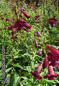 Penstemon sp., Beard-tongue

Click to see full-size image