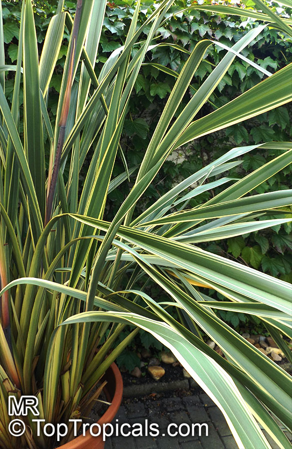 Phormium tenax , New Zealand Flax 
