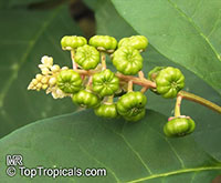 Phytolacca sp., Pokeweed

Click to see full-size image