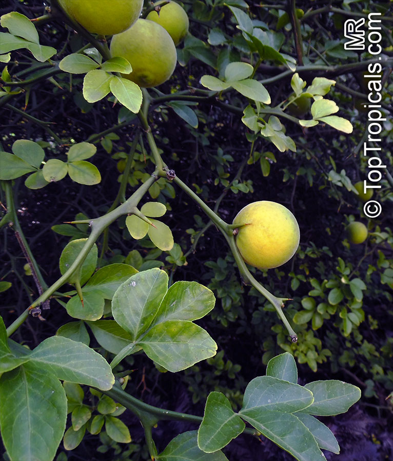 Citrus trifoliata, Poncirus trifoliata, Hardy Orange, Trifoliate Orange