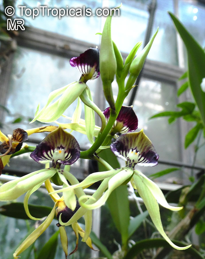 Prosthechea cochleata, Encyclia cochleata, Cockle Orchid