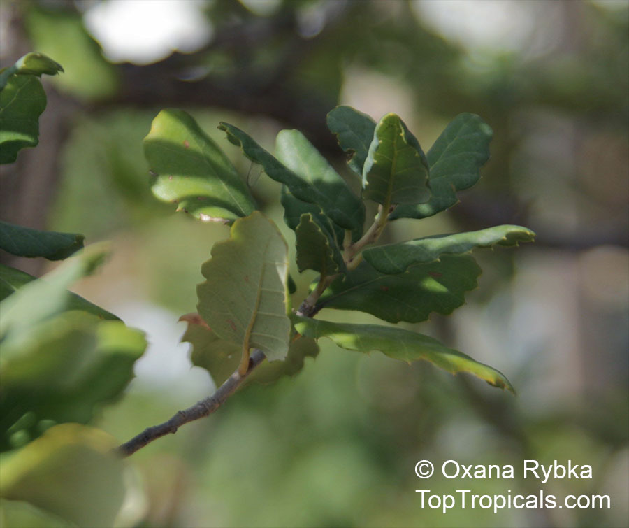 Quercus suber, Cork Oak