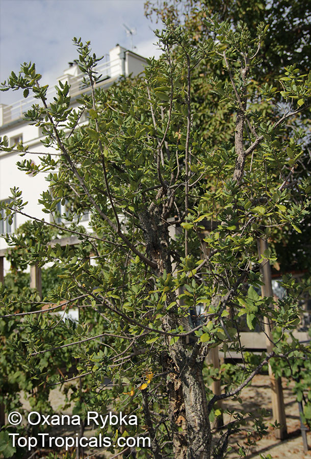 Quercus suber, Cork Oak