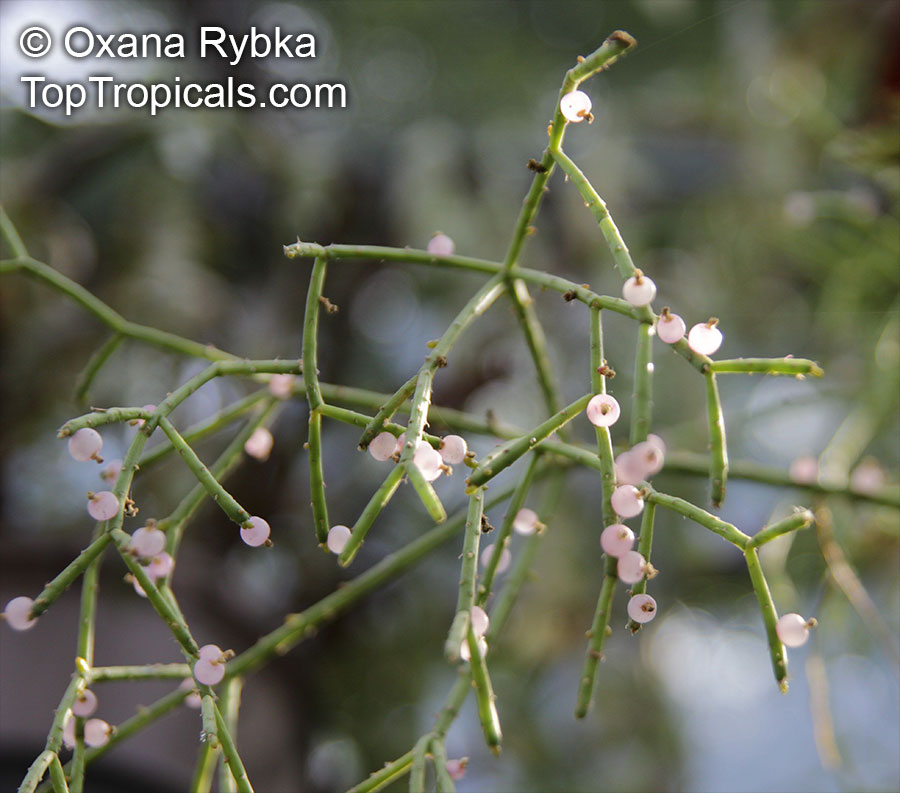 Rhipsalis sp., Mistletoe