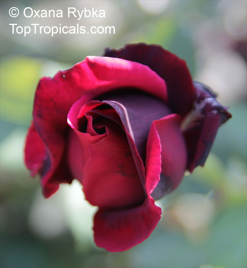 Rosa (double flower) , Rose