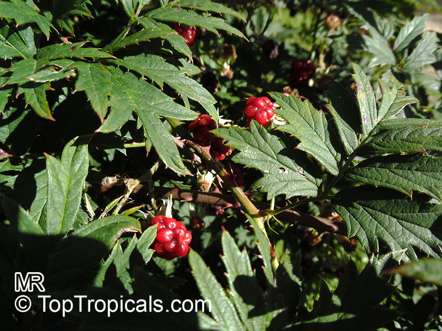 Rubus laciniatus, Cutleaf Evergreen Blackberry