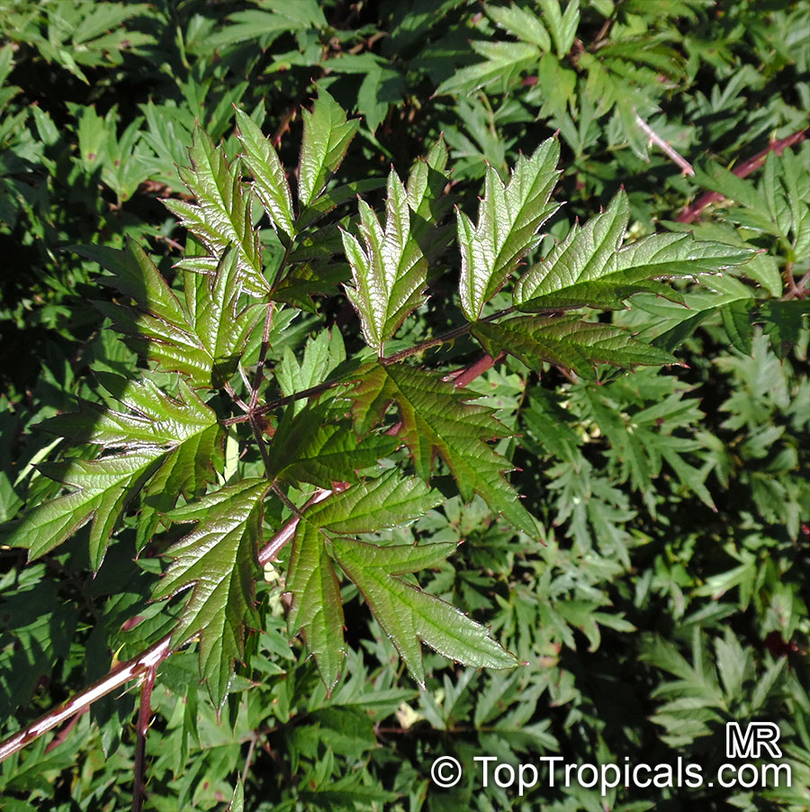 Rubus laciniatus, Cutleaf Evergreen Blackberry