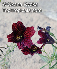 Salpiglossis sinuata, Painted Tongue

Click to see full-size image