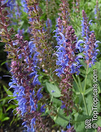 Salvia nemorosa, Woodland Sage, Balkan Clary

Click to see full-size image