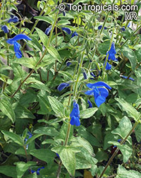 Salvia patens, Gentian Sage, Spreading Sage

Click to see full-size image