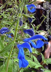 Salvia patens, Gentian Sage, Spreading Sage

Click to see full-size image