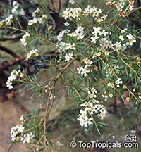 Sannantha virgata, Baeckea virgata, Leptospermum virgatum, Baeckea

Click to see full-size image
