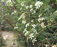 Sannantha virgata, Baeckea virgata, Leptospermum virgatum, Baeckea

Click to see full-size image