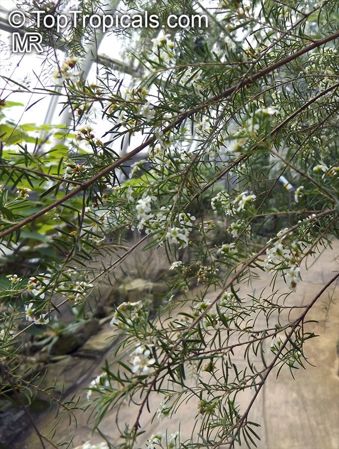 Sannantha virgata, Baeckea virgata, Leptospermum virgatum, Baeckea