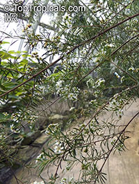 Sannantha virgata, Baeckea virgata, Leptospermum virgatum, Baeckea

Click to see full-size image