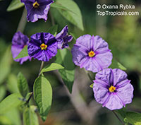Solanum rantonnetii, Lycianthes rantonnetii , Blue Solanum Shrub, Paraguay Nightshade

Click to see full-size image