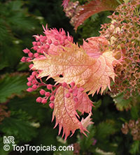 Spiraea japonica, Japanese Meadowsweet, Japanese Spiraea, Korean Spiraea

Click to see full-size image