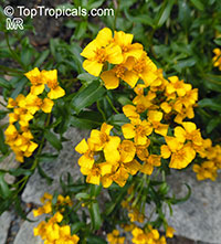 Tagetes lucida, Mexican Tarragon

Click to see full-size image