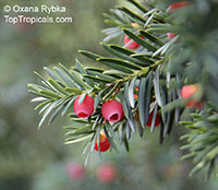 Taxus baccata, English Yew

Click to see full-size image
