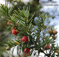 Taxus baccata, English Yew

Click to see full-size image