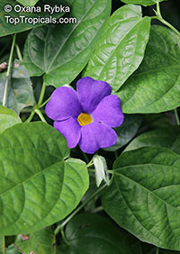 Thunbergia battiscombei, Bengal Clock Vine, Blue Trumpet Vine, Blue Sky vine, Scrambling sky flower, Blue Glory

Click to see full-size image