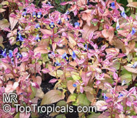 Torenia fournieri, Wishbone Flower, Ladys Slipper, Blue Wing

Click to see full-size image