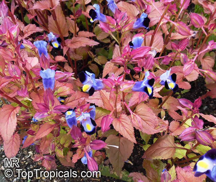 Torenia fournieri, Wishbone Flower, Ladys Slipper, Blue Wing