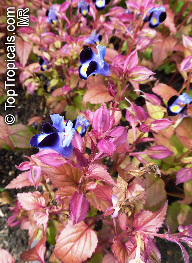 Torenia fournieri, Wishbone Flower, Ladys Slipper, Blue Wing