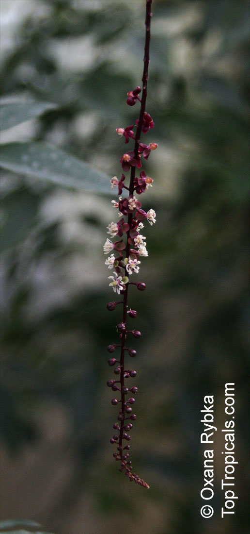 Trichostigma peruvianum, Trichostigma