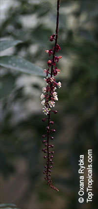 Trichostigma peruvianum, Trichostigma

Click to see full-size image