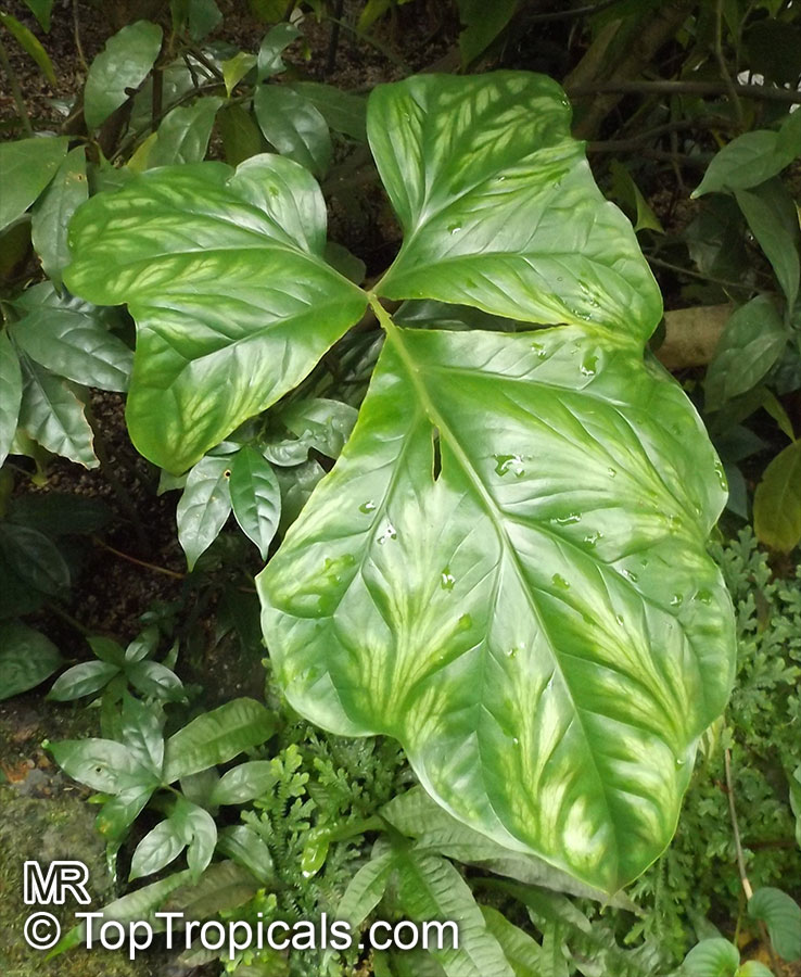 Cercestis mirabilis, African Embossed Plant. Cercestis mirabilis adult foliage