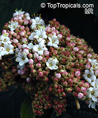 Viburnum sp., Viburnum

Click to see full-size image