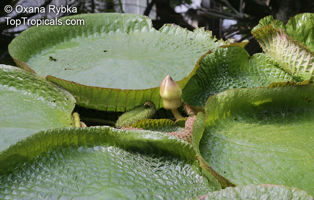 Victoria cruziana, Santa Cruz Water Lily