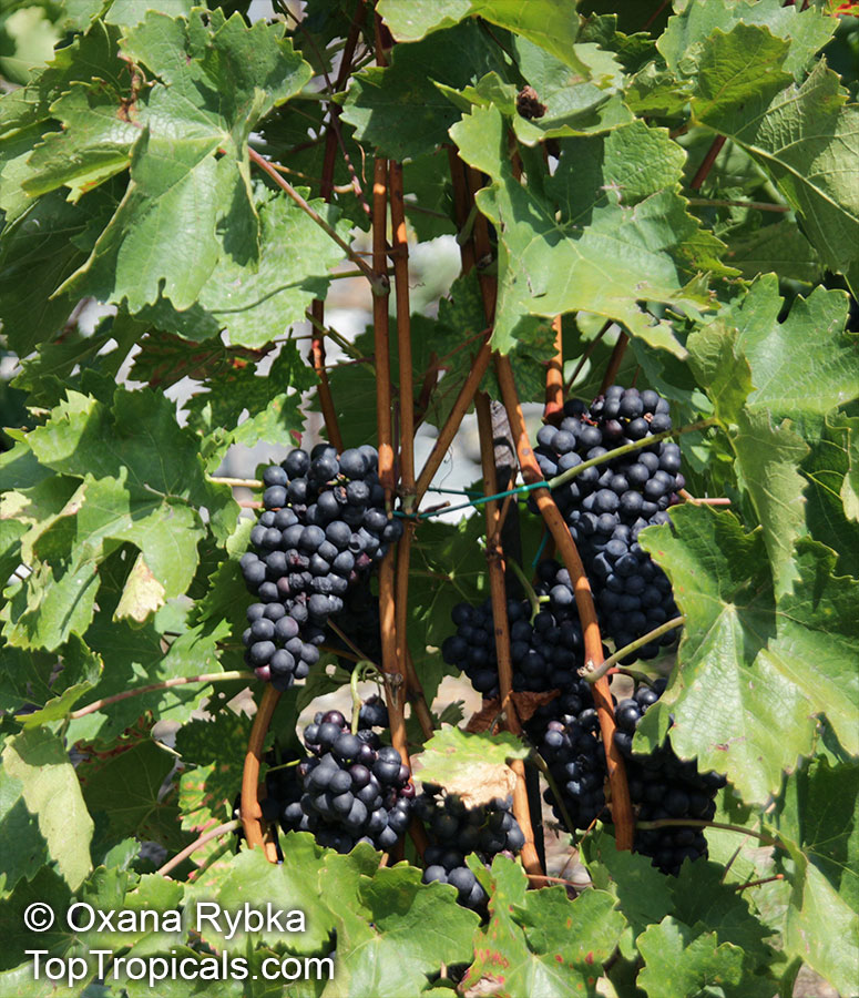Vitis vinifera, Wine Grape