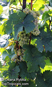 Vitis vinifera, Wine Grape

Click to see full-size image