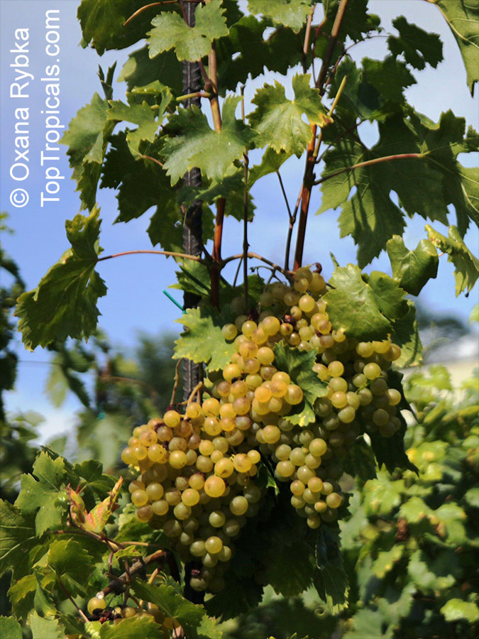 Vitis labrusca x vinifera - Blanc du Bois Grape