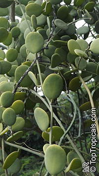 Xerosicyos danguyi, Silver Dollar Plant

Click to see full-size image