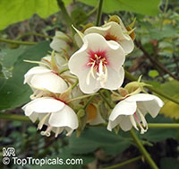 Dombeya burgessiae , Pink Wild Pear, Pink Dombeya, Tropical Hydrangea

Click to see full-size image