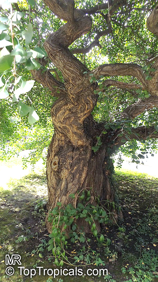 Ginkgo biloba, Fossil tree, Maidenhair tree, Japanese silver apricot