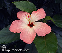 Hibiscus storckii, Hidden Valley Hibiscus

Click to see full-size image
