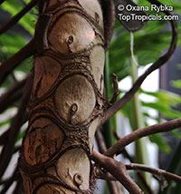 Philodendron bipinnatifidum, Philodendron selloum, Cut-leaf Philodendron, Tree Philodendron, Selloum, Self-header, Split leaf Philodendron