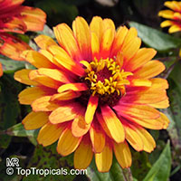 Zinnia sp., Zinnia

Click to see full-size image