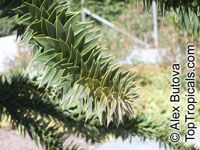 Araucaria araucana, Araucaria imbricata, Monkey Puzzle Tree, Chilean Pine