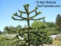 Araucaria araucana, Araucaria imbricata, Monkey Puzzle Tree, Chilean Pine

Click to see full-size image