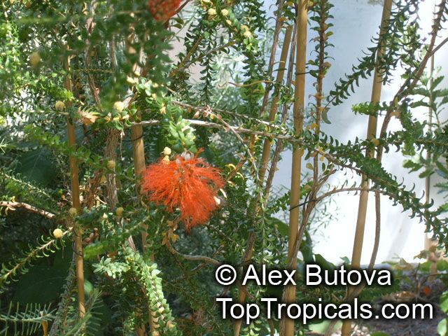 Beaufortia sparsa, Swamp bottlebrush