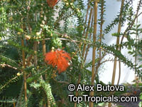 Beaufortia sparsa, Swamp bottlebrush

Click to see full-size image